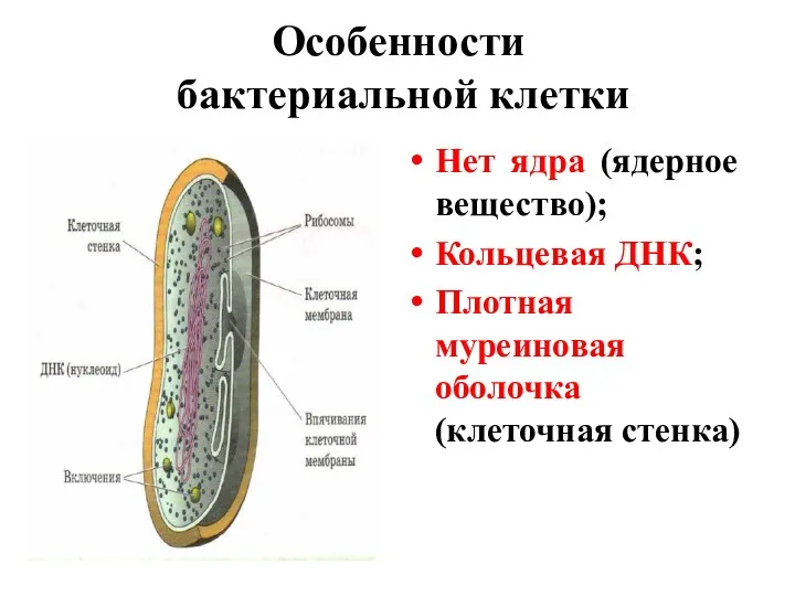 Особенности бактериальной клетки Нет ядра (ядерное вещество); Кольцевая ДНК; Плотная муреиновая оболочка (клеточная стенка)