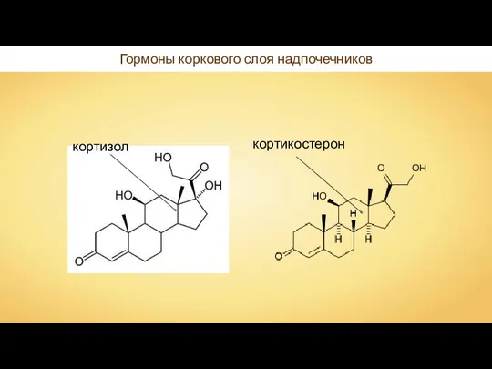 Гормоны коркового слоя надпочечников