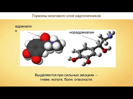 Гормоны мозгового слоя надпочечников Выделяются при сильных эмоциях — гневе, испуге, боли, опасности.