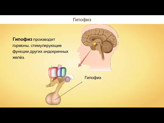 Гипофиз Гипофиз производит гормоны, стимулирующие функции других эндокринных желёз.