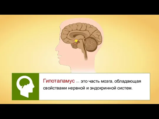 Гипоталамус —– это часть мозга, обладающая свойствами нервной и эндокринной систем.