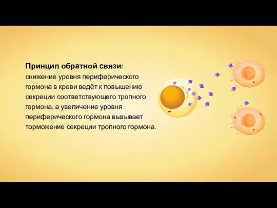 Принцип обратной связи: снижение уровня периферического гормона в крови ведёт к повышению секреции