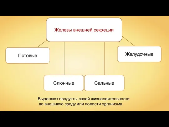 Железы внешней секреции Выделяют продукты своей жизнедеятельности во внешнюю среду или полости организма.