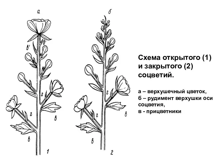 Схема открытого (1) и закрытого (2) соцветий. а – верхушечный