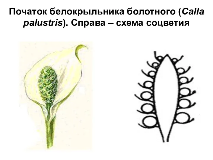 Початок белокрыльника болотного (Calla palustris). Справа – схема соцветия