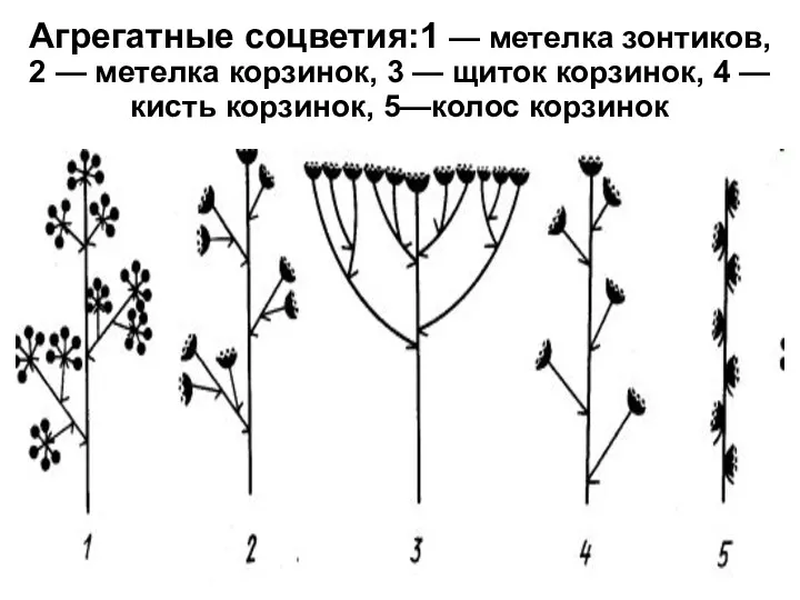 Агрегатные соцветия:1 — метелка зонтиков, 2 — метелка корзинок, 3