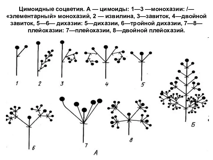 Цимоидные соцветия. А — цимоиды: 1—3 —монохазии: /—«элементарный» монохазий, 2