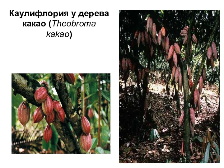 Каулифлория у дерева какао (Theobroma kakao)