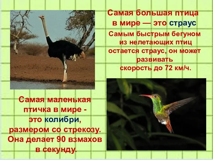 Самая большая птица в мире — это страус Самая маленькая