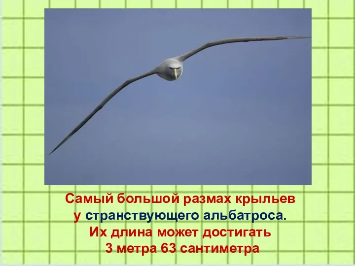 Самый большой размах крыльев у странствующего альбатроса. Их длина может достигать 3 метра 63 сантиметра