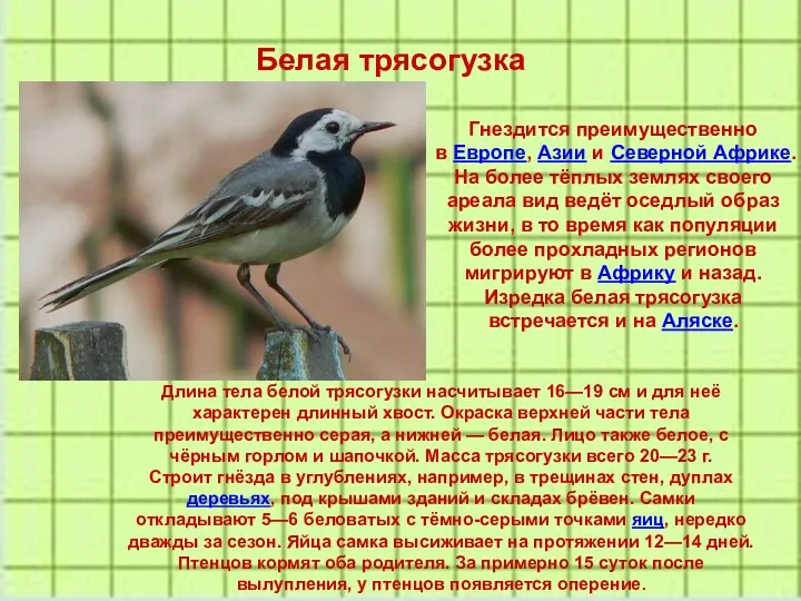 Белая трясогузка Гнездится преимущественно в Европе, Азии и Северной Африке.