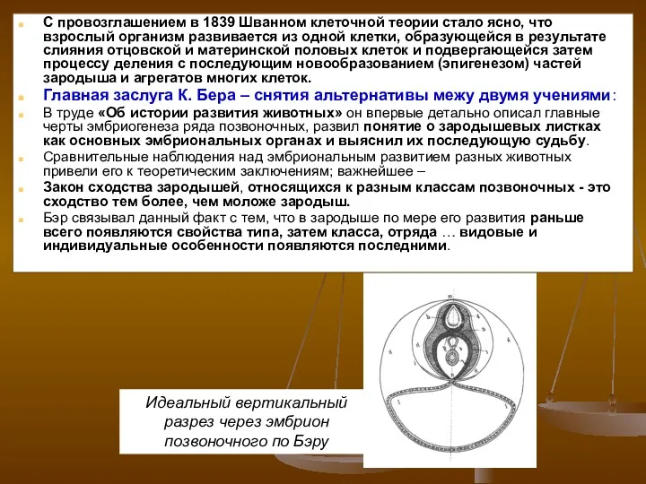 Идеальный вертикальный разрез через эмбрион позвоночного по Бэру С провозглашением в 1839 Шванном