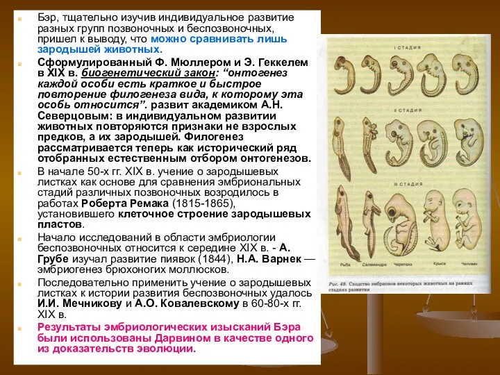 Бэр, тщательно изучив индивидуальное развитие разных групп позвоночных и беспозвоночных, пришел к выводу,