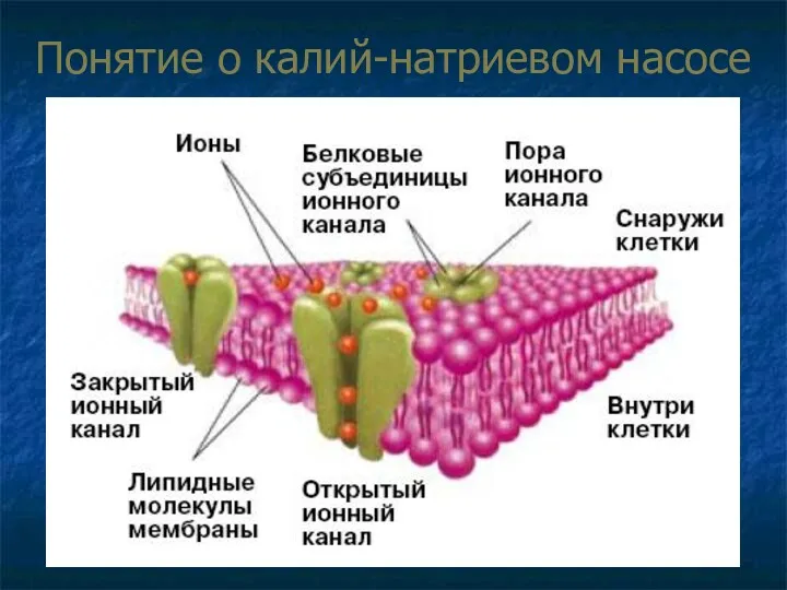 Понятие о калий-натриевом насосе Ионные каналы подразделяются на: 1. Ионоселективные