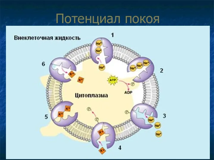 Потенциал покоя В состоянии покоя за счёт работы калий-натриевого насоса