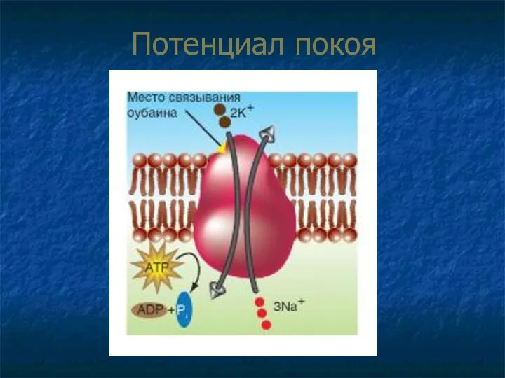 Потенциал покоя