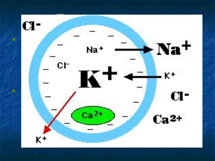 Потенциал покоя Соответственно физическим законам осмоса, ионы Na+ стремятся войти