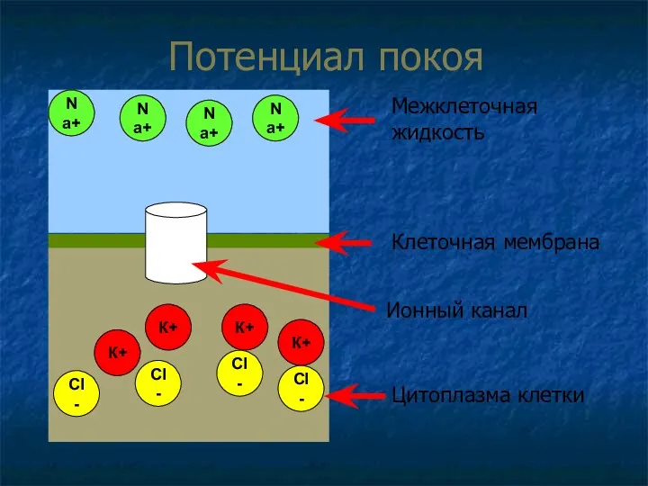 Потенциал покоя Межклеточная жидкость Цитоплазма клетки Клеточная мембрана Ионный канал