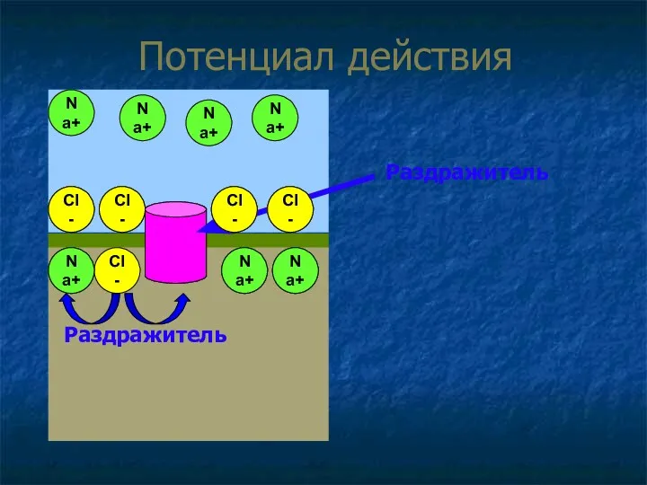 Потенциал действия К+ К+ К+ К+ CI- CI- CI- CI-