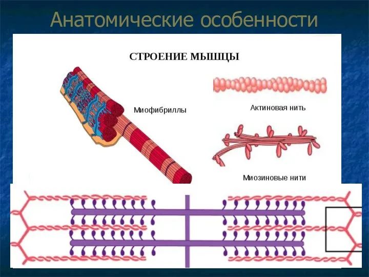 Анатомические особенности мышечных волокон Главная особенность – наличие специальных органелл,