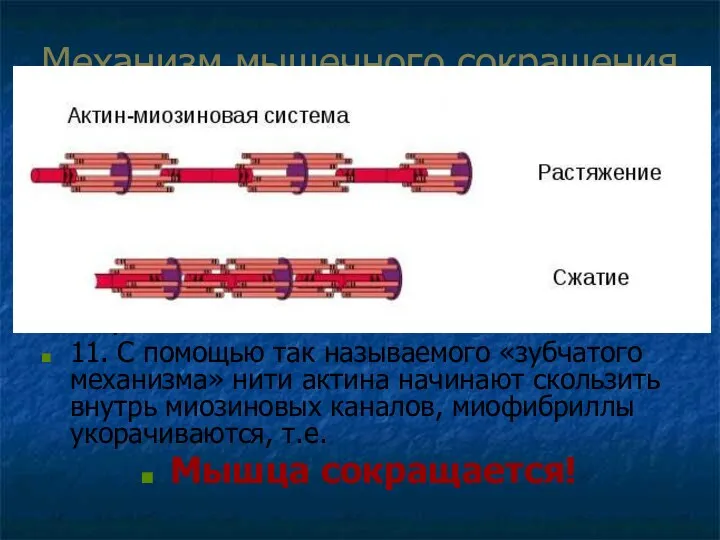 Механизм мышечного сокращения 8. Ионы Са+2 проникают внутрь клетки и