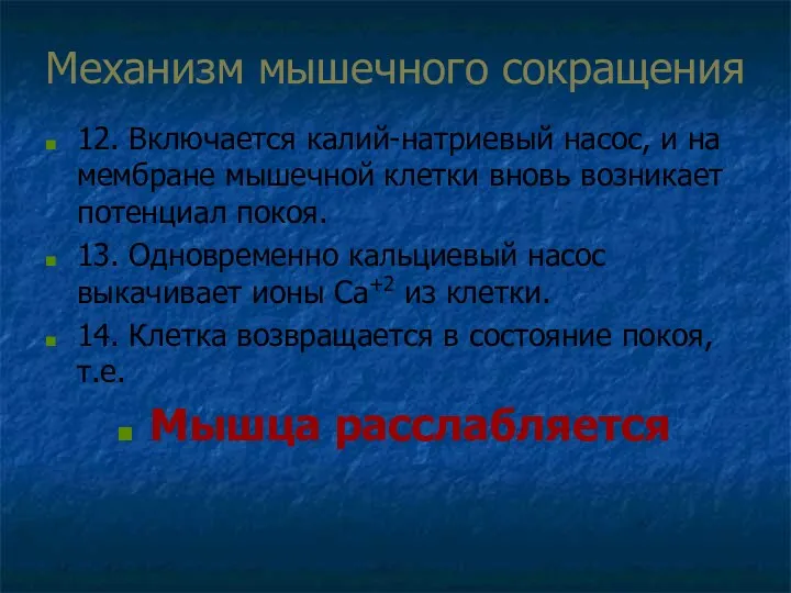 Механизм мышечного сокращения 12. Включается калий-натриевый насос, и на мембране