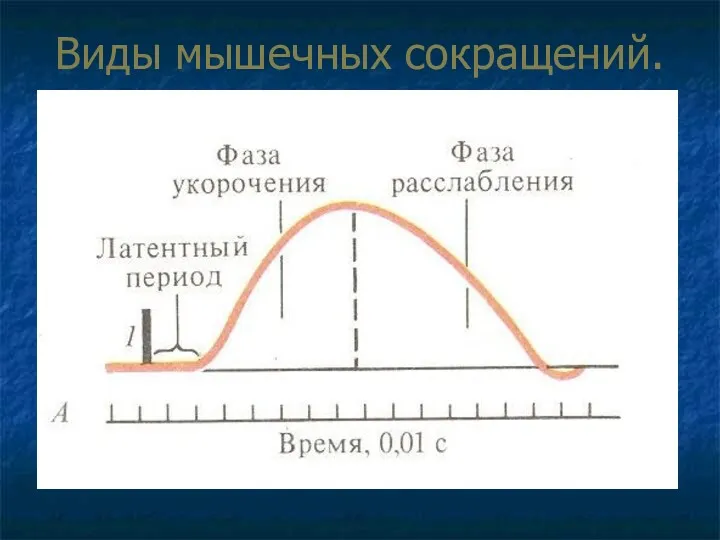 Виды мышечных сокращений. Для скелетной мышцы характерны два вида сокращений: