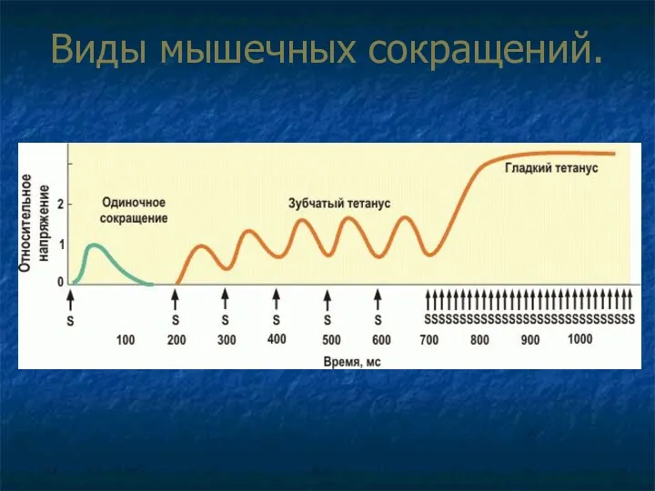 Виды мышечных сокращений.