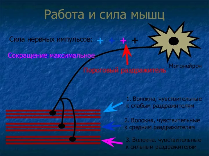 Работа и сила мышц 1. Волокна, чувствительные к слабым раздражителям