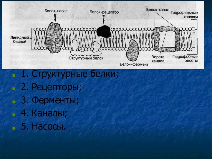 Понятие о калий-натриевом насосе Белки имеют разное строение и положение