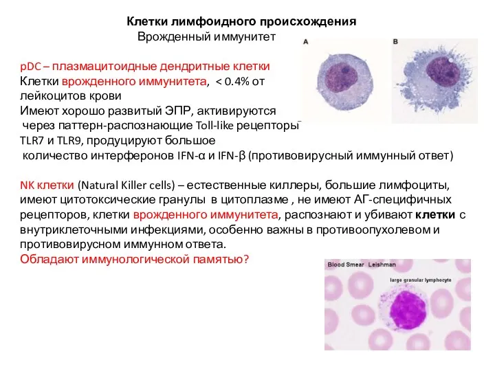 Клетки лимфоидного происхождения Врожденный иммунитет pDC – плазмацитоидные дендритные клетки Клетки врожденного иммунитета,