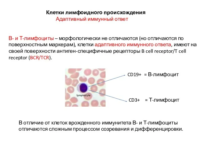 Клетки лимфоидного происхождения Адаптивный иммунный ответ В- и Т-лимфоциты – морфологически не отличаются