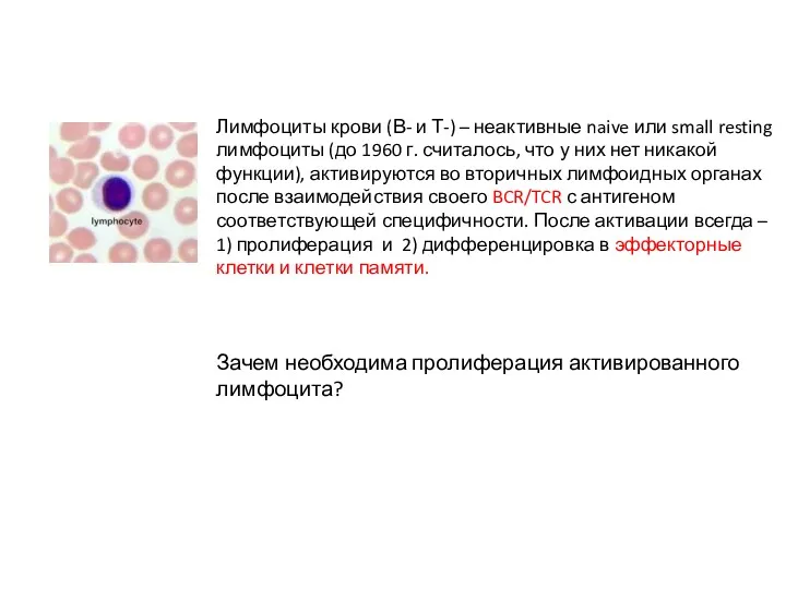 Лимфоциты крови (В- и Т-) – неактивные naive или small resting лимфоциты (до
