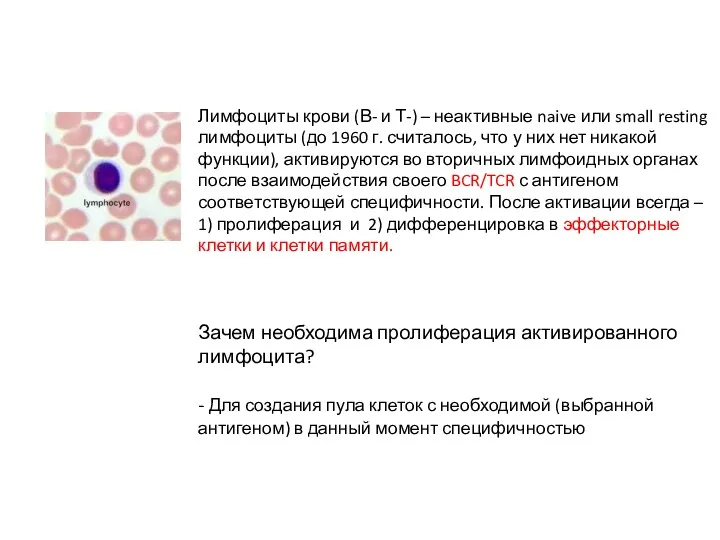 Лимфоциты крови (В- и Т-) – неактивные naive или small resting лимфоциты (до