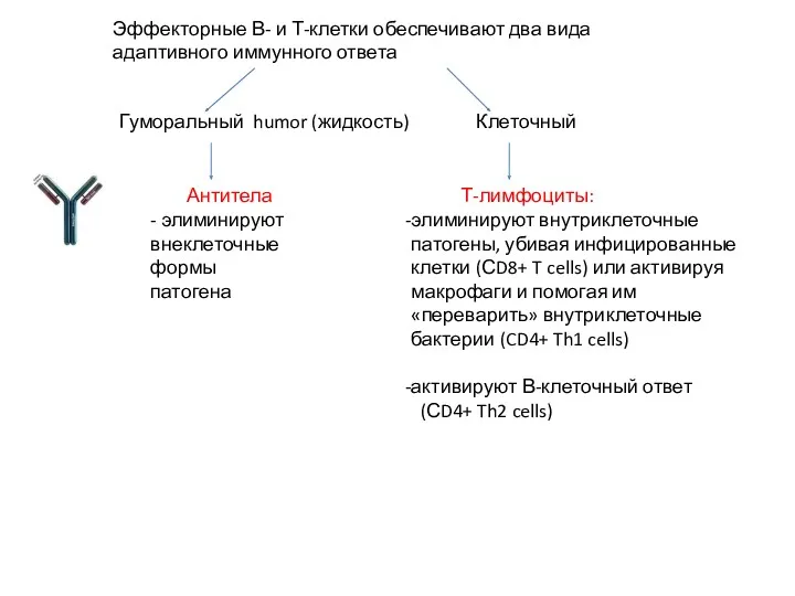 Эффекторные В- и Т-клетки обеспечивают два вида адаптивного иммунного ответа Гуморальный humor (жидкость)