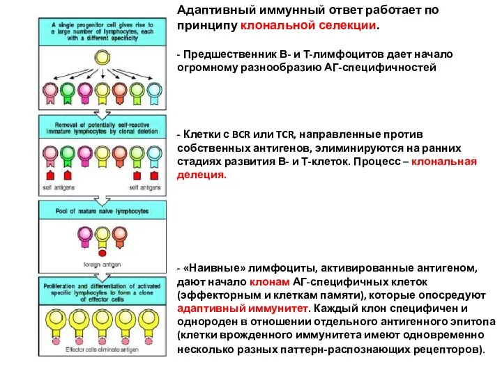 Адаптивный иммунный ответ работает по принципу клональной селекции. - Предшественник В- и Т-лимфоцитов