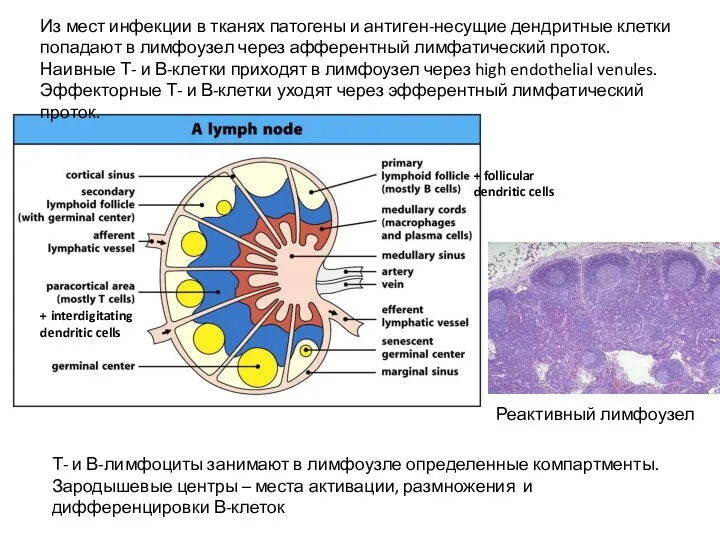 + interdigitating dendritic cells + follicular dendritic cells Реактивный лимфоузел Из мест инфекции