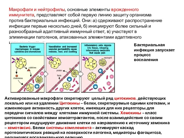 Макрофаги и нейтрофилы, основные элементы врожденного иммунитета, представляют собой первую линию защиту организма