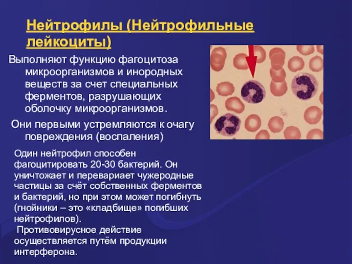 Нейтрофилы (Нейтрофильные лейкоциты) Выполняют функцию фагоцитоза микроорганизмов и инородных веществ