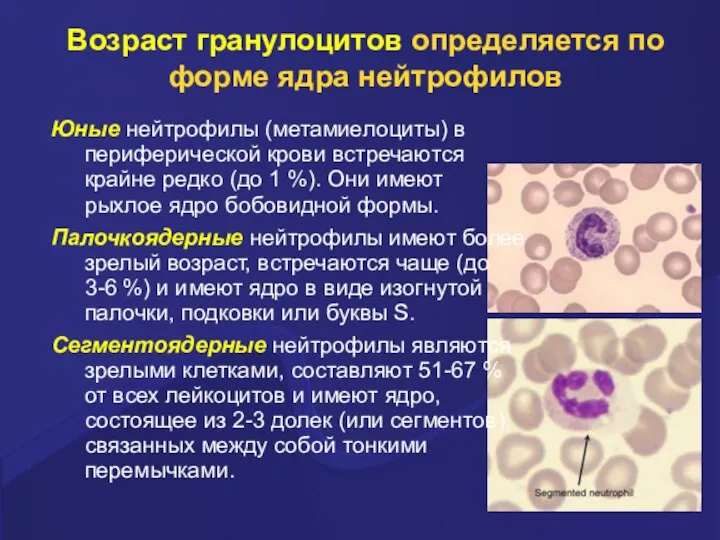 Возpаст гpанулоцитов опpеделяется по фоpме ядpа нейтpофилов Юные нейтpофилы (метамиелоциты)