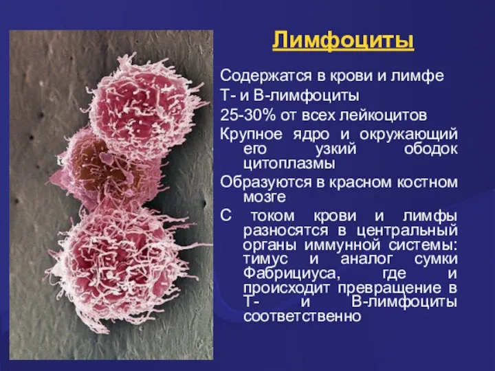 Лимфоциты Содержатся в крови и лимфе Т- и В-лимфоциты 25-30%