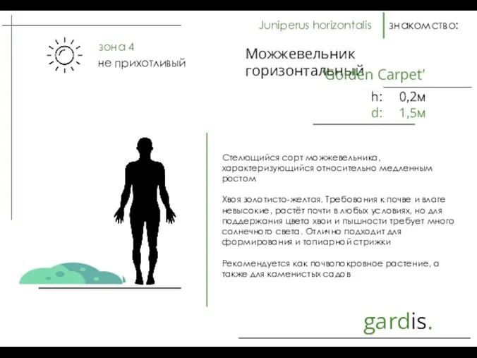 gardis. знакомство: Стелющийся сорт можжевельника, характеризующийся относительно медленным ростом Хвоя