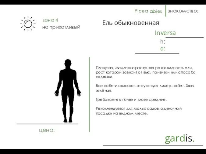 gardis. знакомство: Плакучая, медленнорастущая разновидность ели, рост которой зависит от