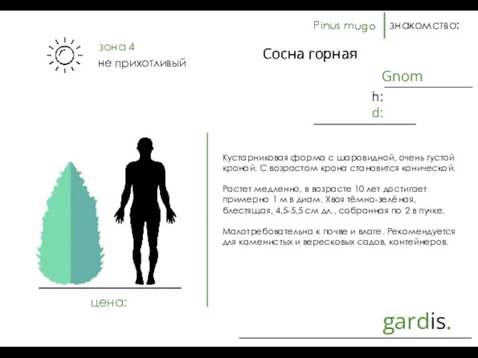 Сосна горная gardis. знакомство: Кустарниковая форма с шаровидной, очень густой