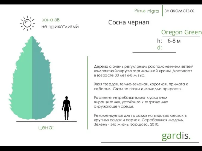 gardis. знакомство: Дерево с очень регулярным расположением ветвей компактной округловертикальной