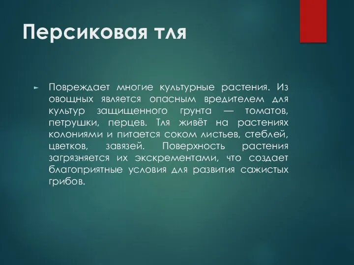 Персиковая тля Повреждает многие культурные растения. Из овощных является опасным