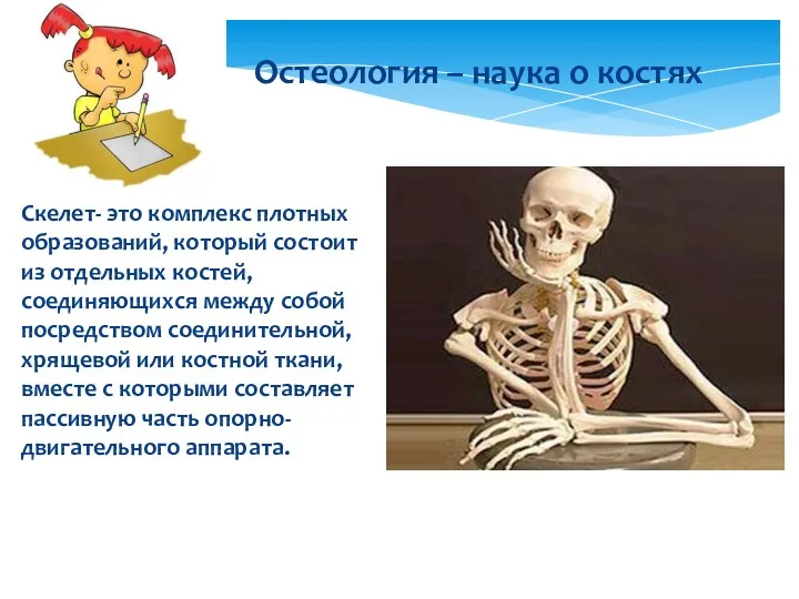 Скелет- это комплекс плотных образований, который состоит из отдельных костей,