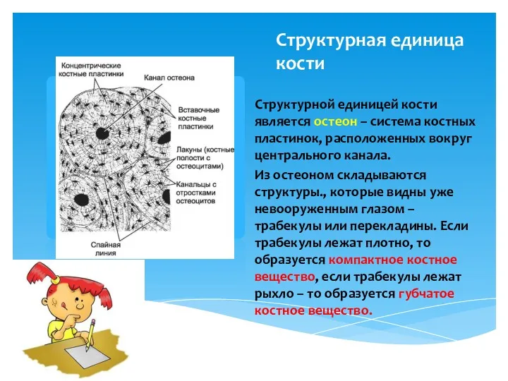 Структурная единица кости Структурной единицей кости является остеон – система