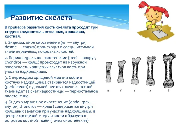 В процессе развития кости скелета проходят три стадии: соединительнотканная, хрящевая,