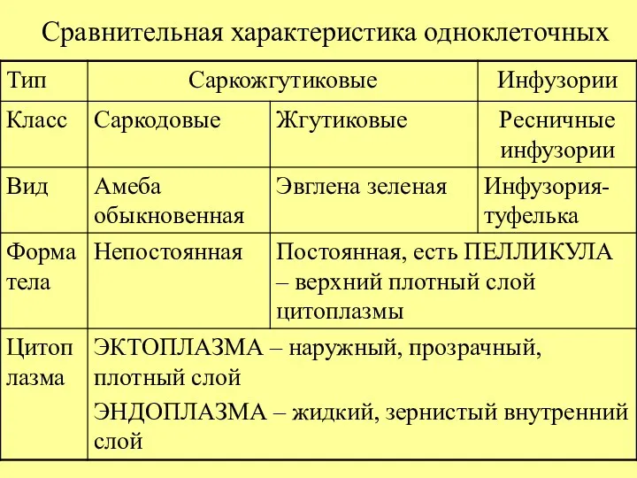 Сравнительная характеристика одноклеточных